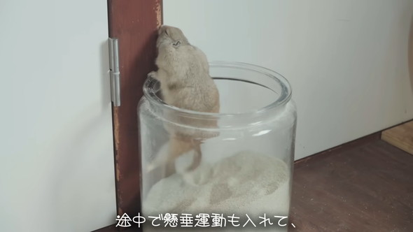 砂風呂に入るリスさん