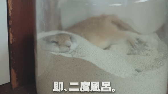 砂風呂に入るリスさん