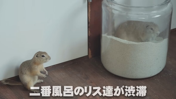 砂風呂が空くのを待つリスさん