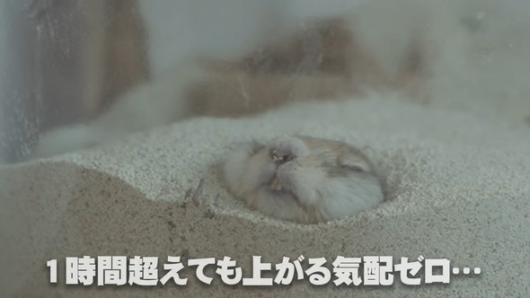 砂風呂に入るリスさん