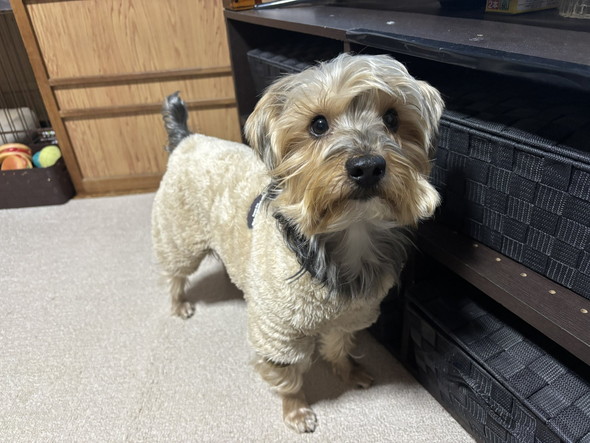 見上げるワンコ