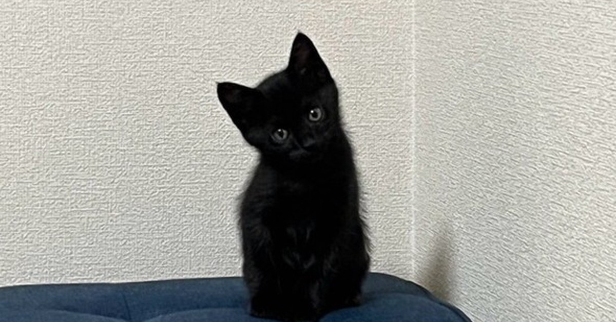 くろねこんぼ@様 お行儀良き◎ . . . . . #黒猫#猫#保護猫#黒猫同盟#黒猫部#黒猫