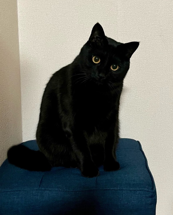 黒猫ビフォアフ