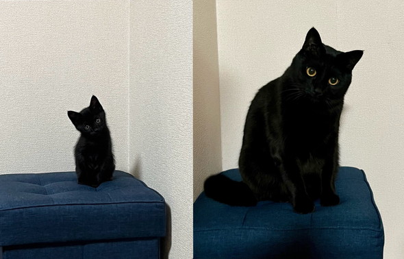 黒猫ビフォアフ