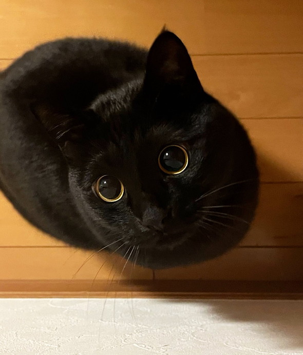 黒猫