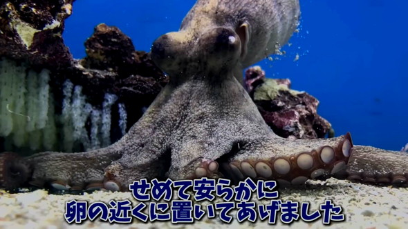 卵の近くに