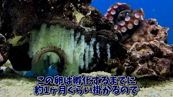 1カ月
