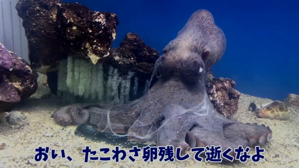 卵を残して