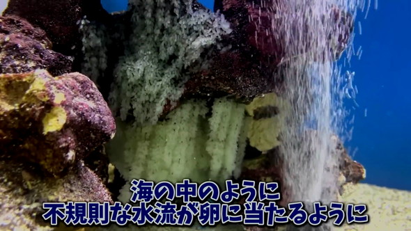 卵を育てる
