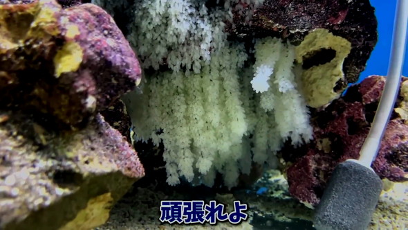 頑張れ卵