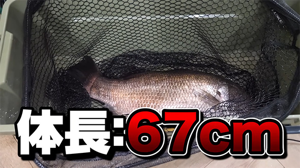 体長67センチ
