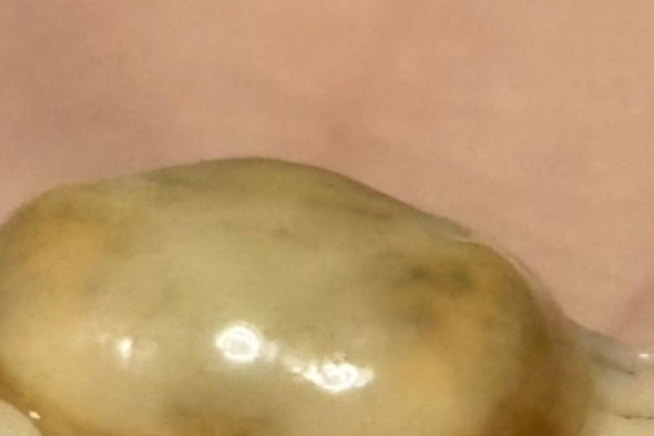 カキを加熱して出てきたカニ