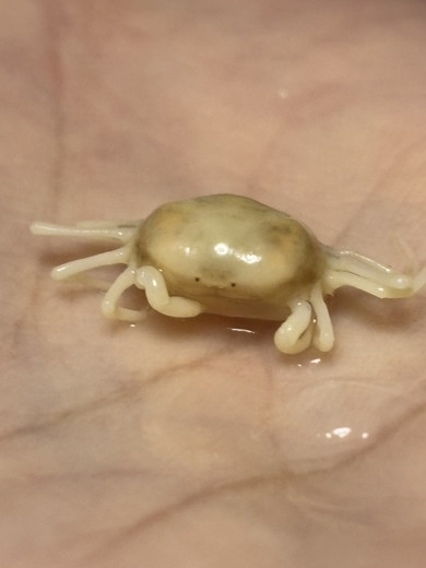 カキを加熱して出てきたカニ