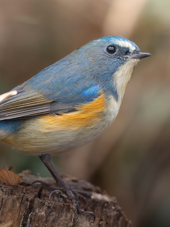 近づいてきた“幸せの青い鳥”を、5060万画素のカメラで撮影したら