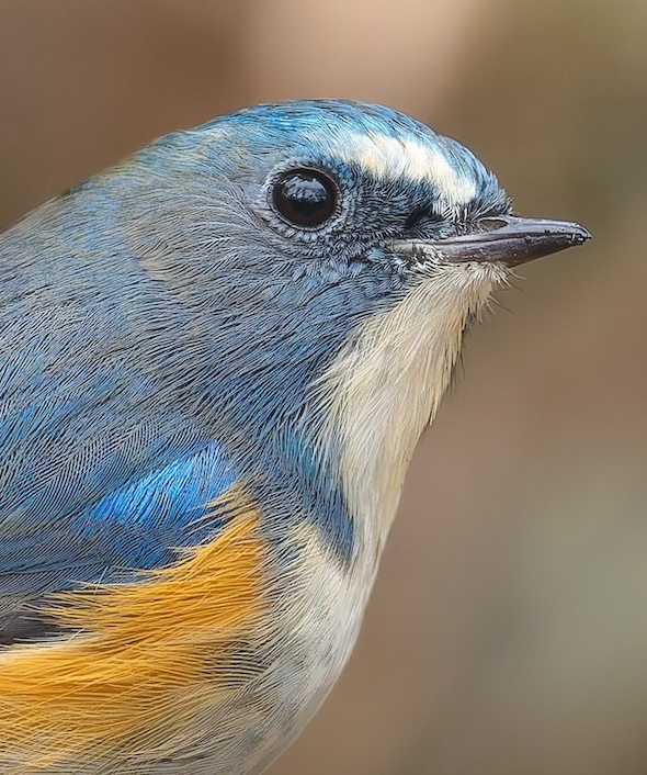 空をイメージする鳥 空の冒険者たち、鳥が到達した最高の高さは？ - ナゾロジー
