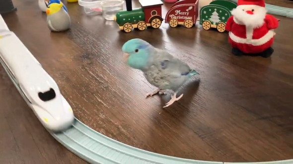 レールを見るインコ