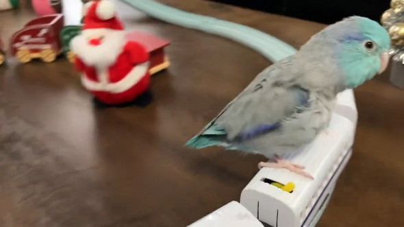 オモチャに乗るインコ