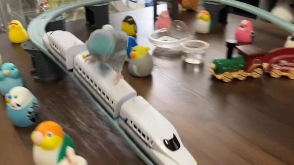 電車に乗るインコ