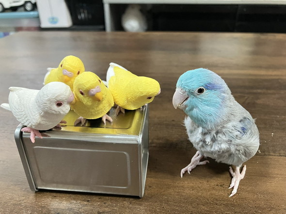 挨拶するインコ
