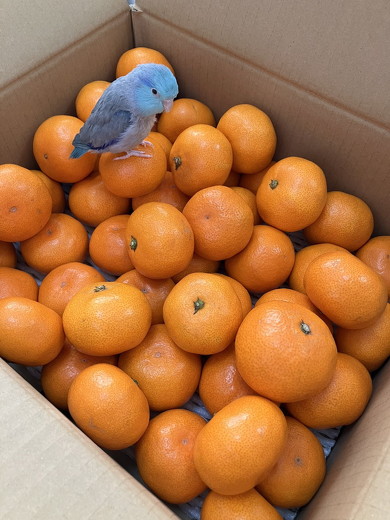 ミカンとインコ