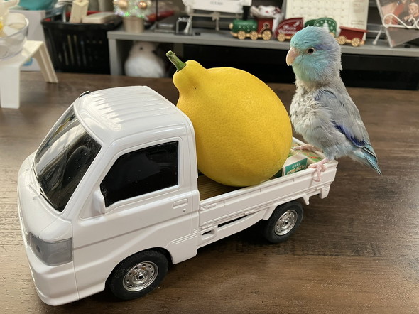 トラックのインコ