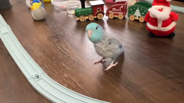 レールを見るインコ