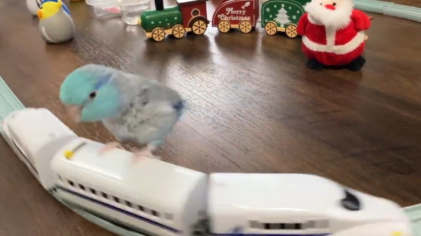 電車に乗るインコ