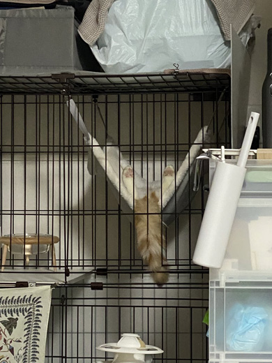 ハンモックに乗る猫
