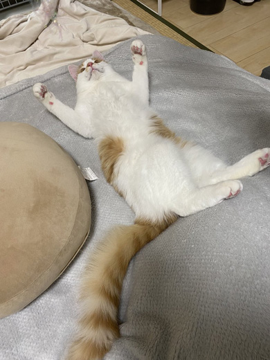 あおむけになる猫