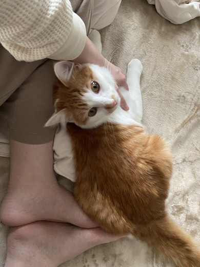 体をこすりつける猫