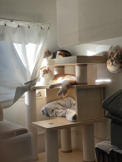 日向ぼっこする猫たち