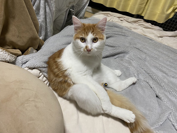 見つめてくる猫