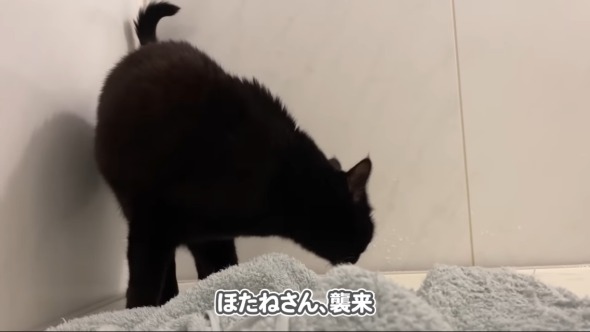 お風呂にキュートな来客が