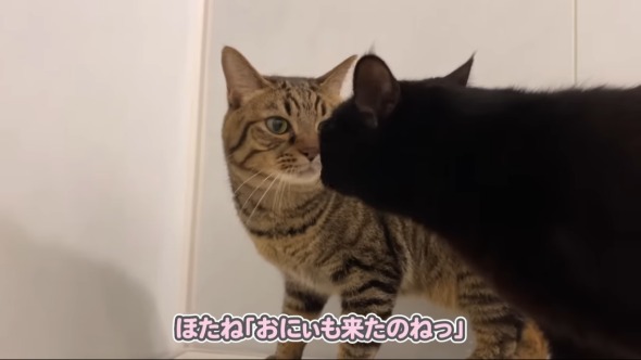 お風呂にキュートな来客が