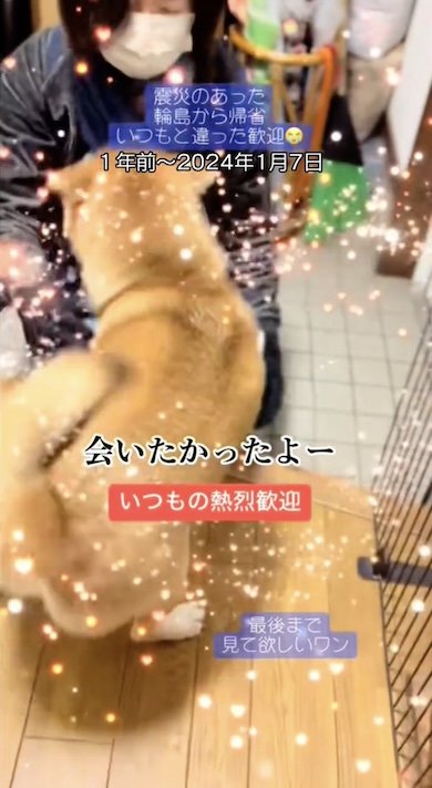 お姉ちゃんと再会した柴犬