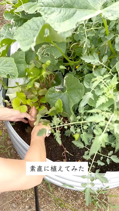 放置していたサツマイモを抜いてみた結果