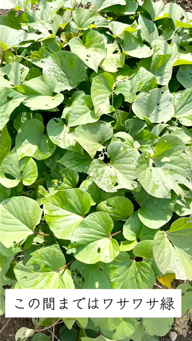 放置していたサツマイモを抜いてみた結果