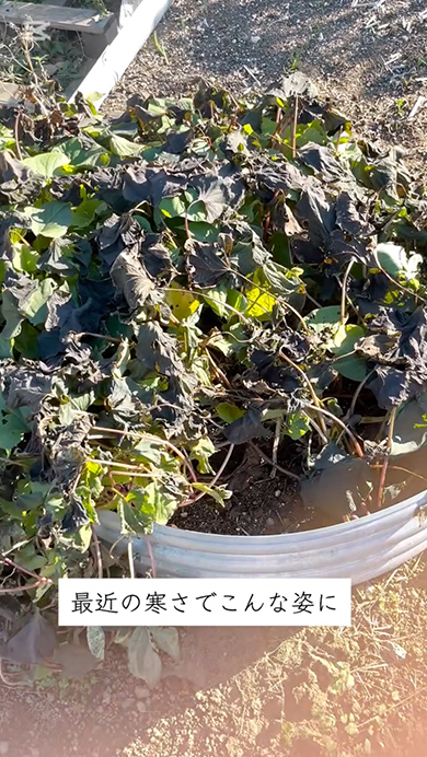 放置していたサツマイモを抜いてみた結果