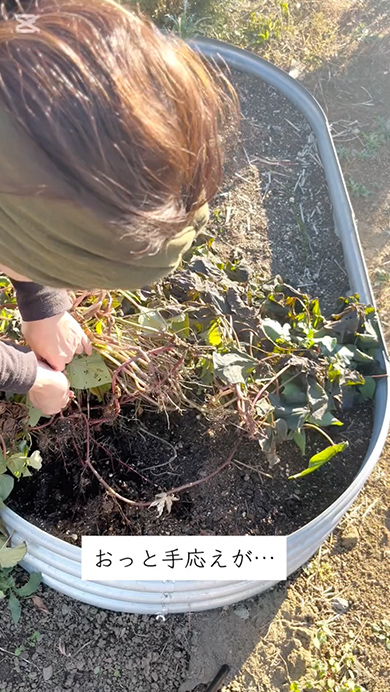 放置していたサツマイモを抜いてみた結果