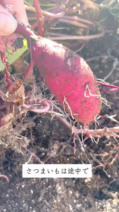 放置していたサツマイモを抜いてみた結果