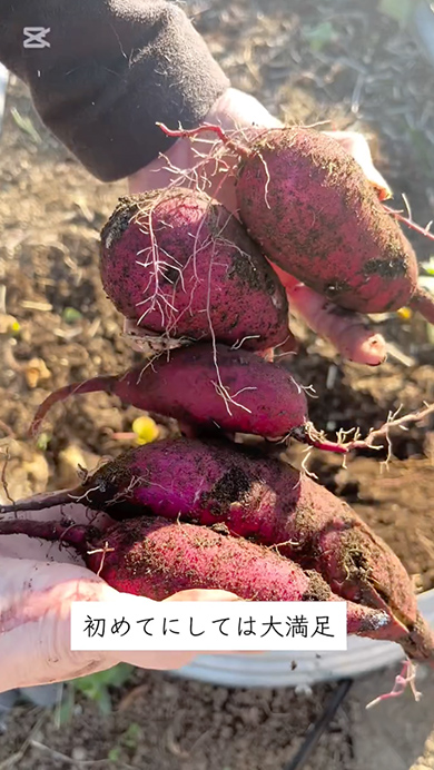 放置していたサツマイモを抜いてみた結果