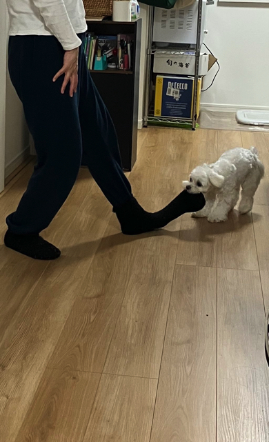 モコモコの靴下を狙うマルチーズ