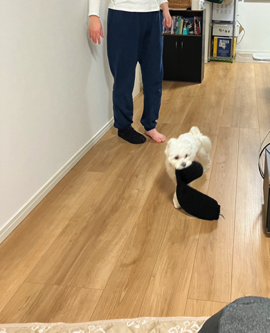 略奪に成功して満足げなマルチーズ