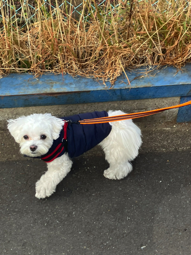 楽しくお散歩するマルチーズ