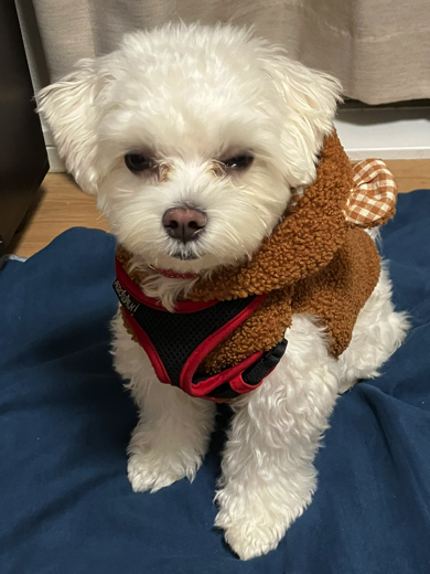 眠気と戦うマルチーズ