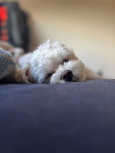 寝顔がかわいいマルチーズ