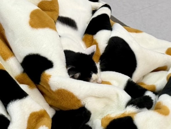 毛布に完全に同化した猫ちゃん