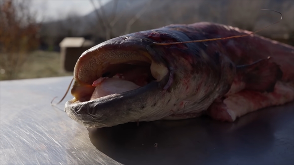 30キロの巨大魚を大自然の中で調理