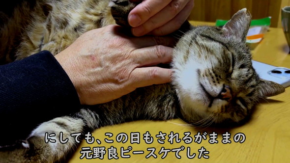おっさん猫