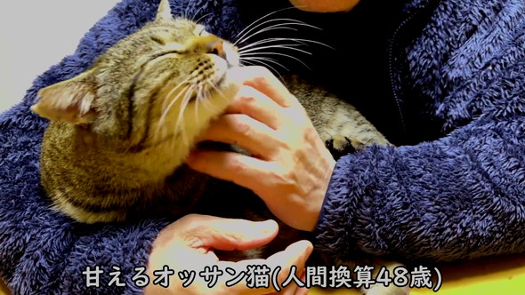 おっさん猫